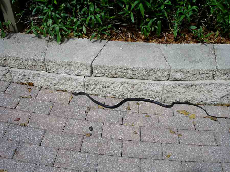OLDE NAPLES SOUTHEAST Cambier Park Snake